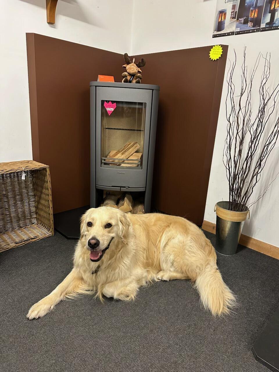 Mojo the showroom dog lying in front of a grey stove