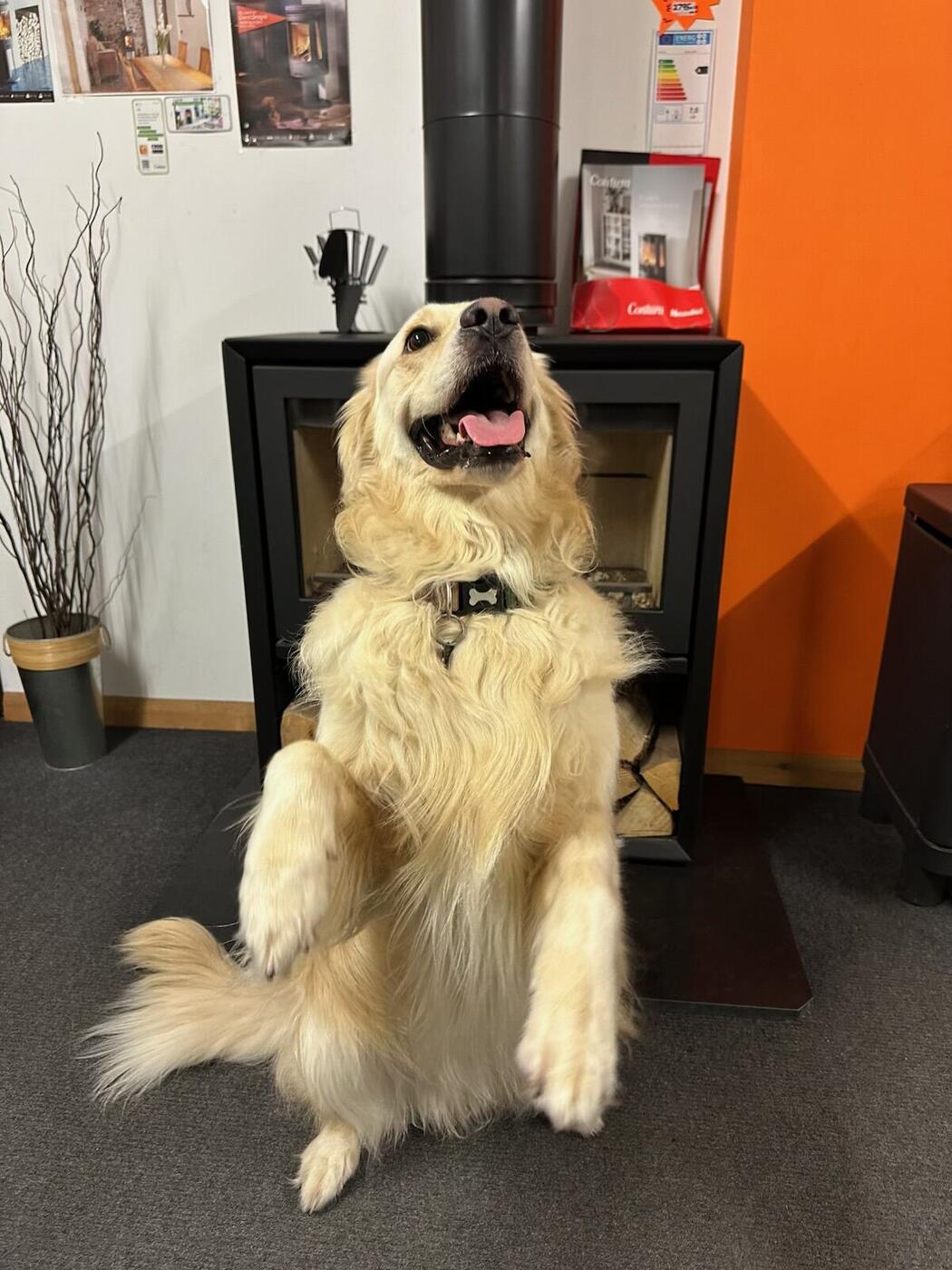 Mojo the showroom dog sitting up with paws raised